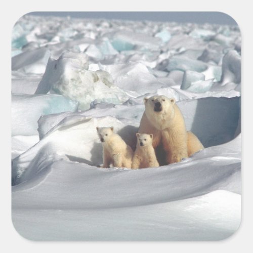 Add SLOGAN to Save Arctic Polar Bears Planet Ice Square Sticker