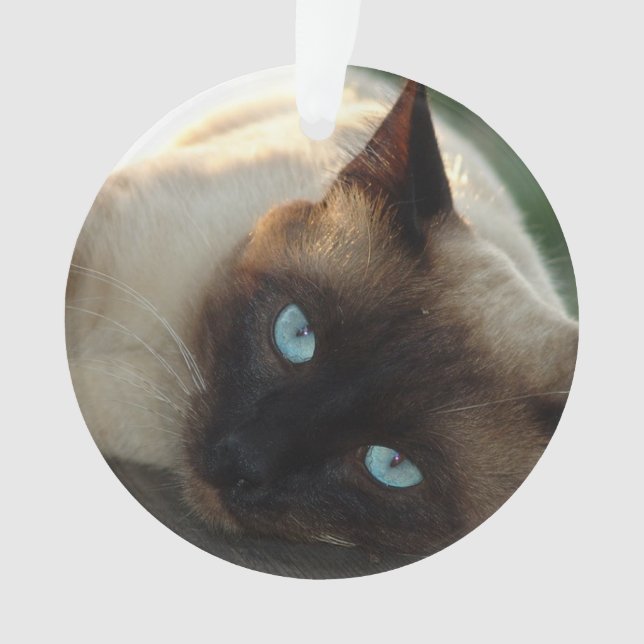 Add your Cat's Photo and name to this Cute Ornament (Front)
