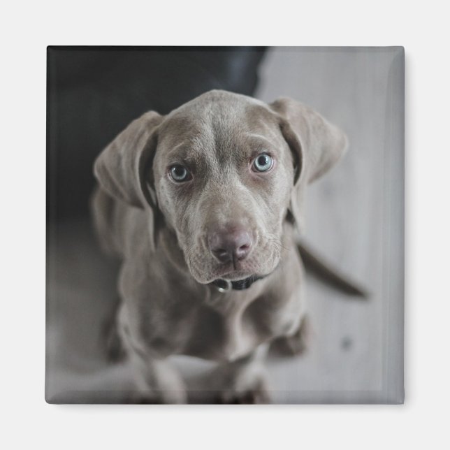 Add your dog or cat's photo to this personalized magnet (Front)