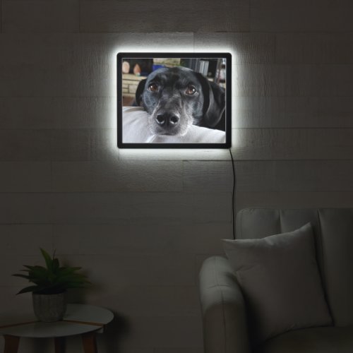 Add your Funny Dogs  Face to this LED Sign