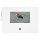 Add your Message Here Cute Seal Card (Back Horizontal)