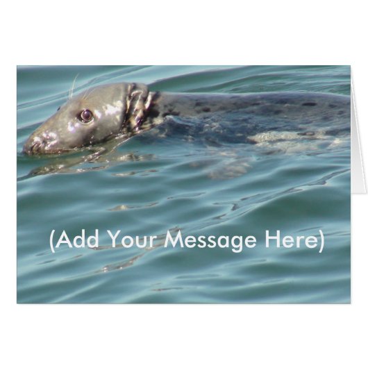 Add your Message Here Cute Seal Card (Front Horizontal)