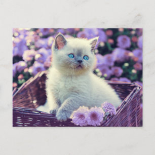 Add Your Own Photo Kitten Lilac Flowers Postcard