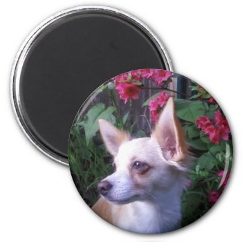 "add Your Own Photo"    Magnet by iHave2Say at Zazzle