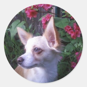 "add Your Own Photo"    Sticker by iHave2Say at Zazzle