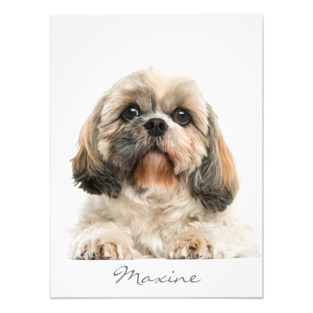 Add Your Pet Portrait Shih Tzu Dog Personalized Photo Print (Front)