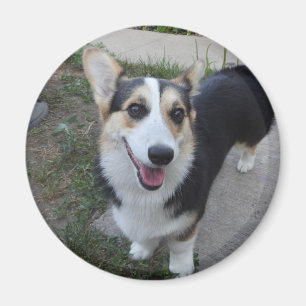 Add your Pet's Photo to this  Magnet