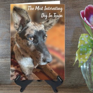 Add Your Photo Cattle Dog Belated Birthday