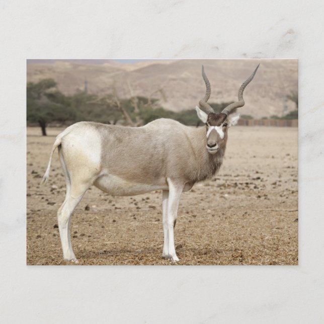 Addax Antelope Postcard (Front)