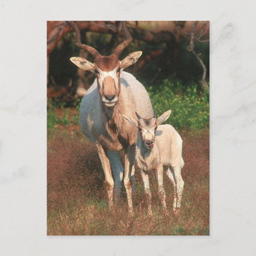 Addax  White Antelope  Screwhorne Antelope Postcard