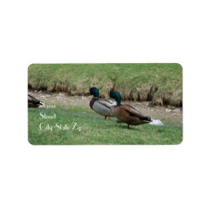 Address Labels  2 Ducks