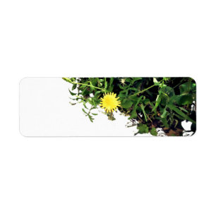 ADDRESS LABELS ART AND DESIGN