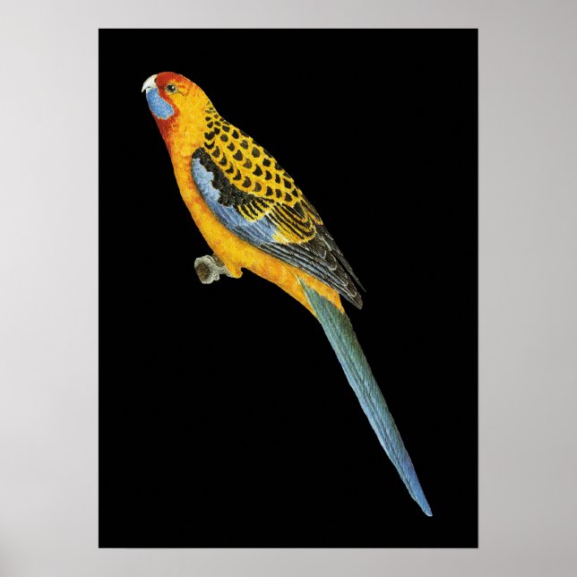 Adelaide Rosella - Platycerus elegans adelaidae Poster (Front)