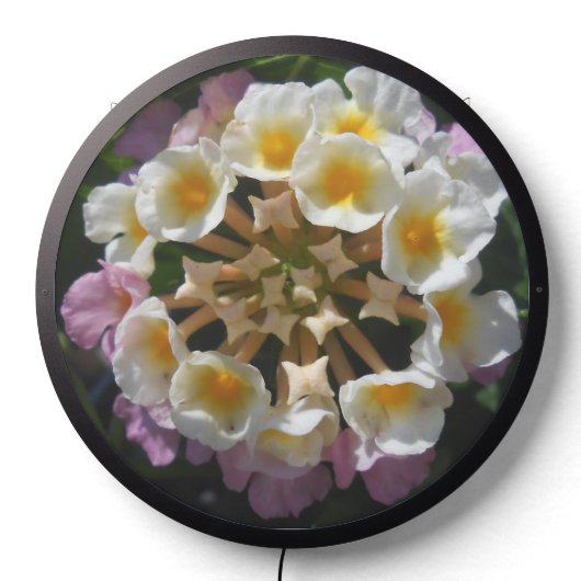 Adelaparre LED Sign (Lights Off)