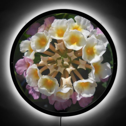 Adelaparre LED Sign (Front)