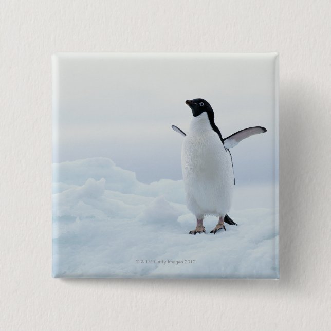 Adelie penguin, Antarctica Pinback Button (Front)