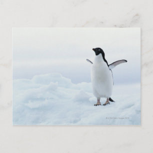 Adelie penguin, Antarctica Postcard
