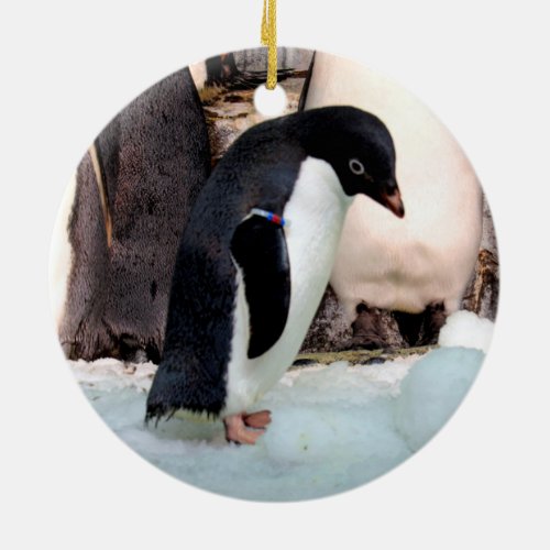 Adelie Penguin Ceramic Ornament