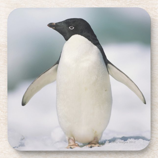 Adelie penguin, close-up drink coaster (Front)