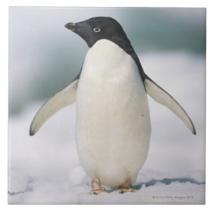 Adelie penguin, close-up tile