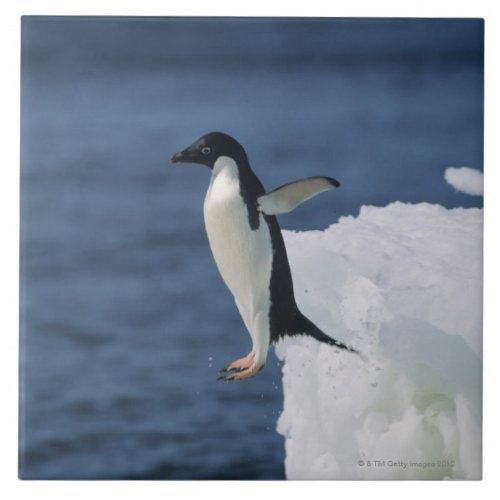 Adelie penguin leaping from iceberg ceramic tile