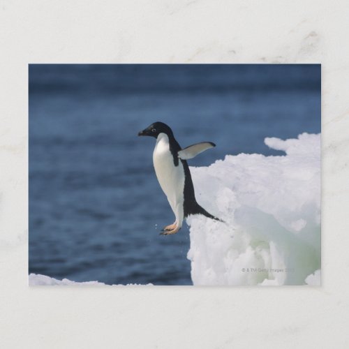 Adelie penguin leaping from iceberg postcard