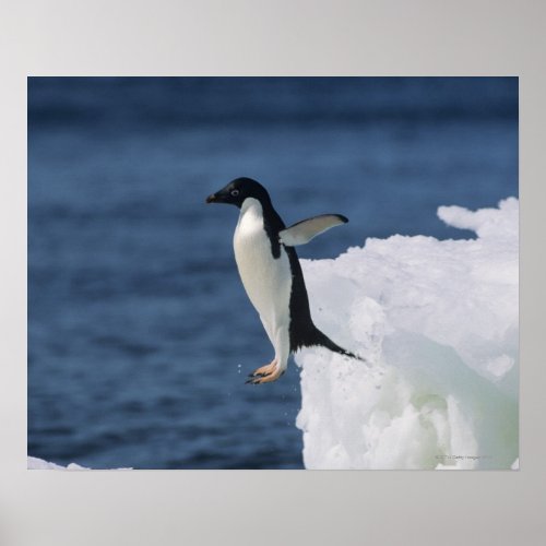 Adelie penguin leaping from iceberg poster