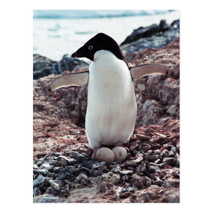 Adelie Penguin Nest Postcard Zazzle Com