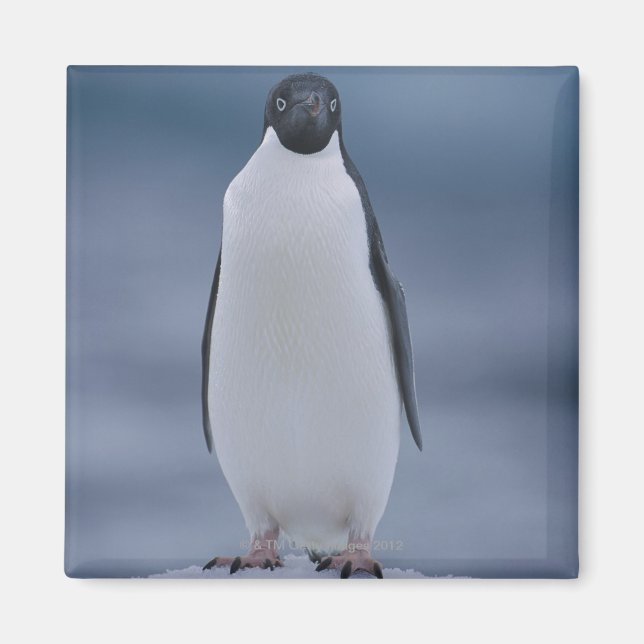 Adelie Penguin on Ice Magnet (Front)