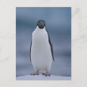 Adelie Penguin on Ice Postcard