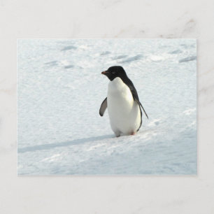 Adelie Penguin Postcard