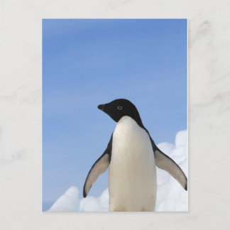 Adelie Penguin Postcard