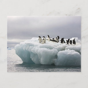 Adelie Penguin Pygoscelis adeliae), Postcard