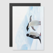 Adelie Penguins (Front/Back)