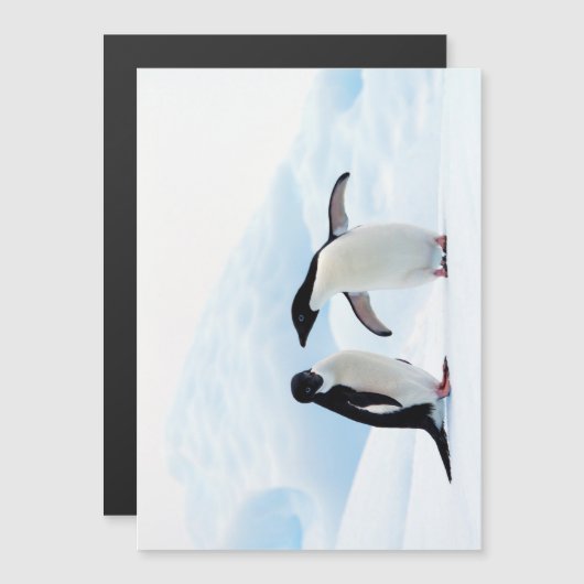 Adelie Penguins (Front/Back)