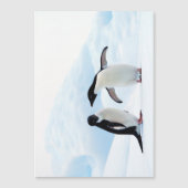 Adelie Penguins (Front)