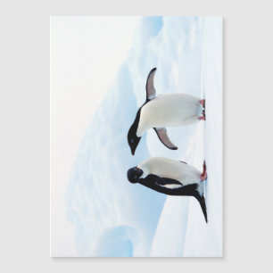 Adelie Penguins