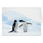 Adelie Penguins (Front Horizontal)