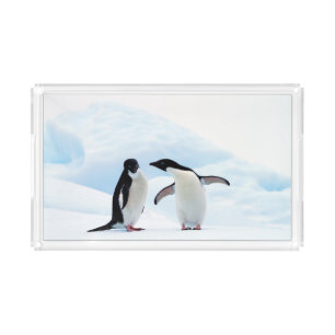 Adelie Penguins Acrylic Tray