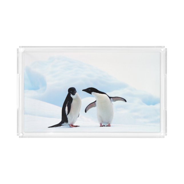 Adelie Penguins Acrylic Tray (Front)