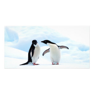 Adelie Penguins Card
