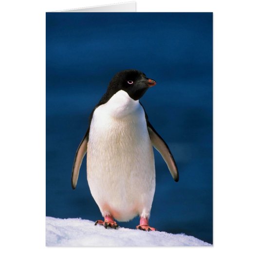 Adelie Penguins Cards (Front)