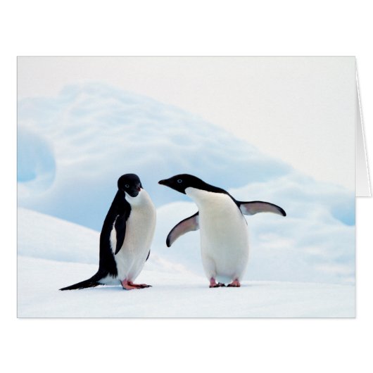 Adelie Penguins Cards (Front Horizontal)