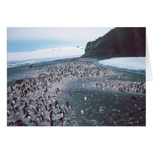 Adelie Penguins Cards (Front Horizontal)