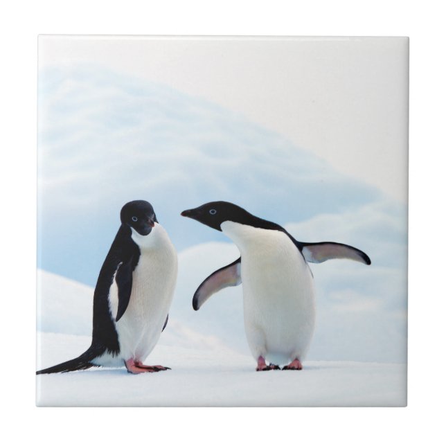 Adelie Penguins Ceramic Tile (Front)