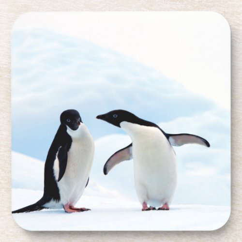 Adelie Penguins Coaster