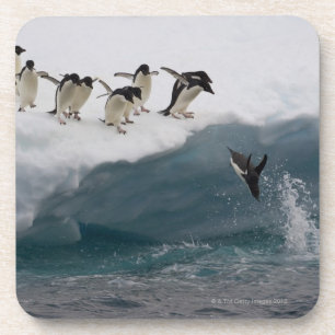 Adelie Penguins diving into sea Paulette Beverage Coaster