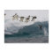 Adelie Penguins diving into sea Paulette