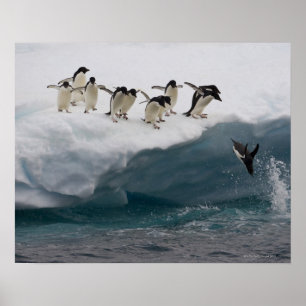 Adelie Penguins diving into sea Paulette Poster