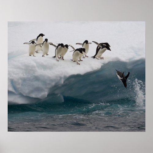 Adelie Penguins diving into sea Paulette Poster